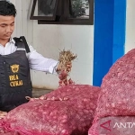Bea Cukai tetapkan enam ABK pembawa bawang ilegal jadi tersangka