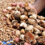 Harga Pinang Terus Membaik, Petani Mulai Bersemangat