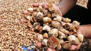 Harga Pinang Terus Membaik, Petani Mulai Bersemangat